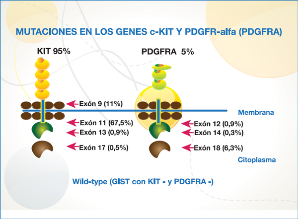 Figura 1 Oncobyg