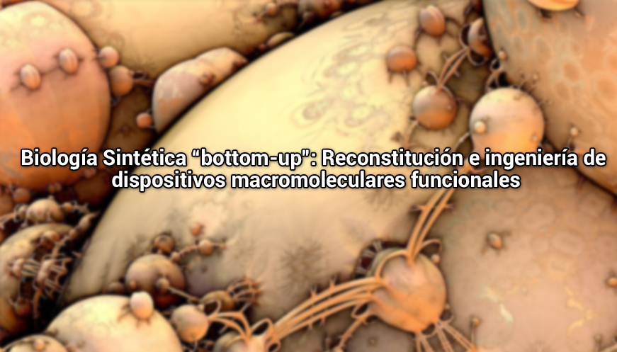 Biología Sintética “bottom-up”: Reconstitución e ingeniería de dispositivos macromoleculares funcionales