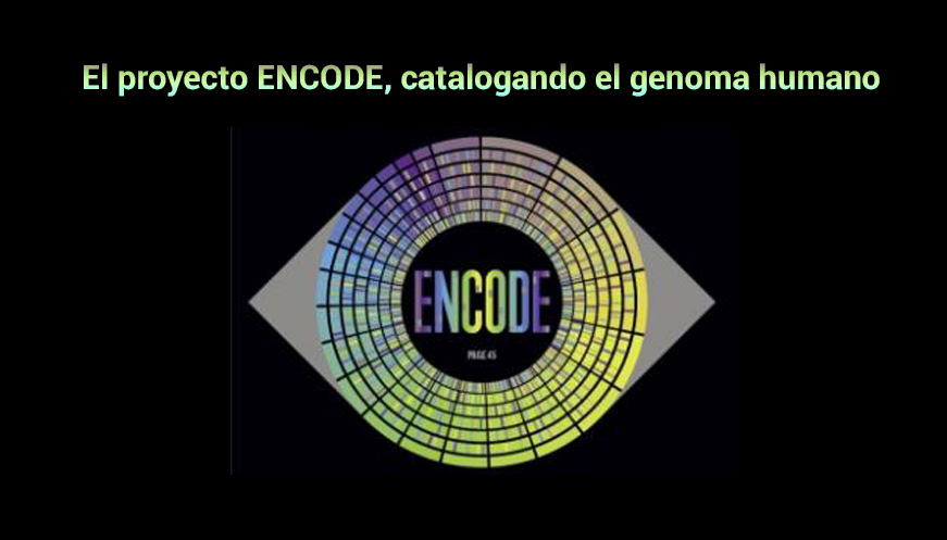 El proyecto ENCODE, catalogando el genoma humano