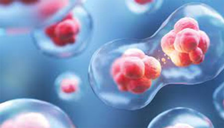 miR-203 impulsa la diferenciación celular del cáncer de mama.