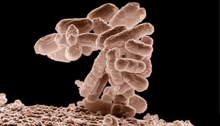 Trasplantes de microbiota fecal en personas con VIH