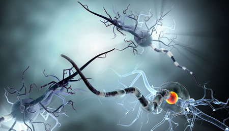 El ácido elágico podría tener un efecto neuroprotector frente a la esclerosis múltiple