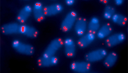 Identifican una nueva forma de ADN en las células: i-motif