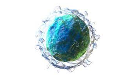 Estructuras linfoides terciarias y linfocitos B: una estrategia terapéutica prometedora para combatir el cáncer